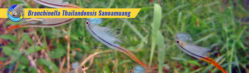 Branchinella Thailandensis Sanoamuang