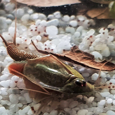 Anleitung zum Triops züchten So geht es richtig! Aufzuchtanleitung