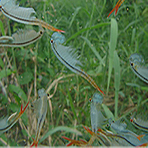 Triops Zuchtset Deluxe II - Urzeitkrebse Set, 104,99