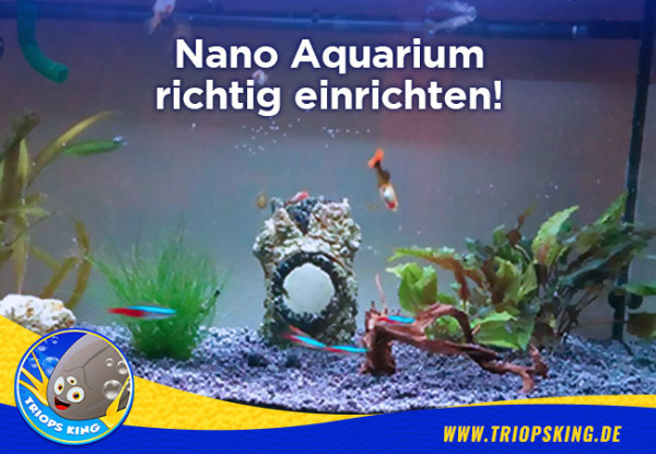 Nano Aquarium richtig einrichten! - Nano Aquarium richtig einrichten - Das muss alles beachtet werden.