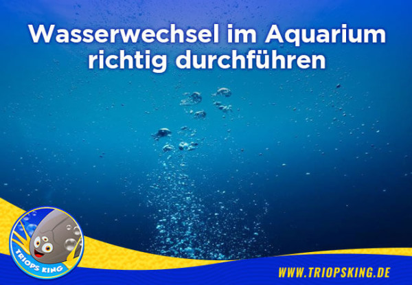Wasserwechsel im Aquarium richtig durchführen - Wasserwechsel im Aquarium richtig durchführen. Einfache Anleitung