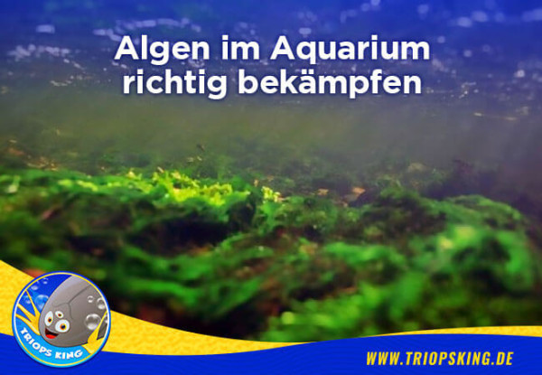 Algen im Aquarium richtig bekämpfen - Algen im Aquarium richtig bekämpfen. Tipps für Aquarianer