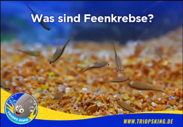 Was sind Feenkrebse? - Was sind Feenkrebse? Wissenswertes zu Triops und Urzeitkrebsen