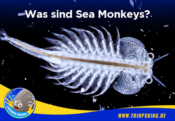 Was sind Sea Monkeys? - 