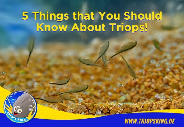 5 Things that You Should Know About Triops - 