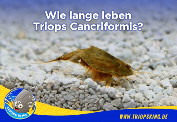 Wie lange leben Triops Cancriformis? - 
