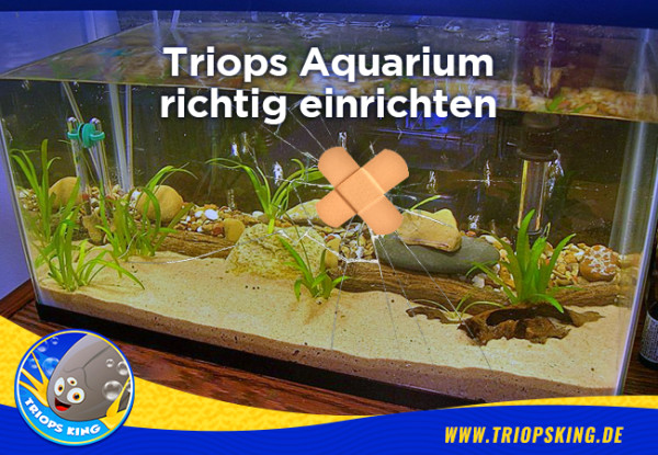 Triops Aquarium richtig einrichten - 