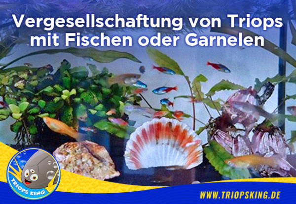 Vergesellschaftung von Triops mit Fischen oder Garnelen - Vergesellschaftung von Triops mit Fischen oder Garnelen möglich?