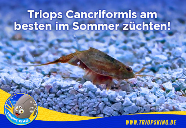 Triops Cancriformis am besten im Sommer züchten! - Der beste Zeitpunkt um Triops Cancriformis zu züchten ist im Sommer - Warum?