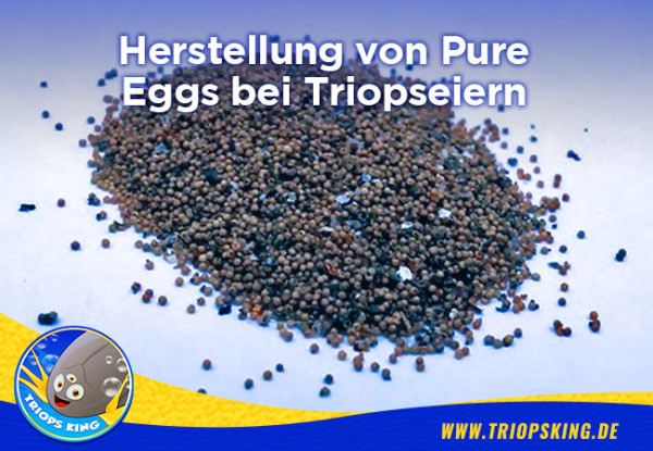 Herstellung von Pure Eggs bei Triopseiern - Pure Triops Eier selber herstellen - Pure Zysten der Urzeitkrebse erhalten