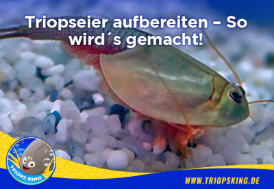 Triops breeding preparations – This is how it is done! - Triops breeding preparations – This is how it is done!