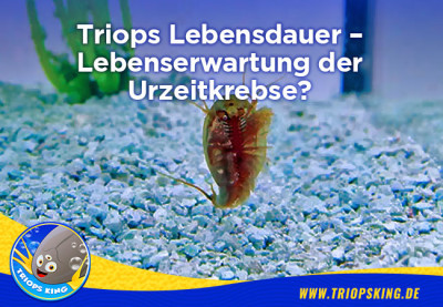 Triops lifespan – life expectancy of Tadpole Shrimps - Triops lifespan – life expectancy of Tadpole Shrimps