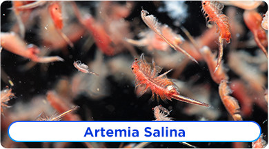Artemia Salzkrebse Ratgeber