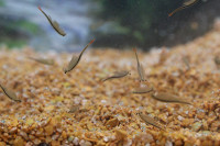 Fairy Shrimp Streptocephalus sealii Approche d&eacute;levage de crevettes t&ecirc;tards