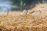 Fairy Shrimp Streptocephalus sealii Tadpole Juego de iniciaci&oacute;n de camarones