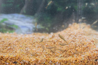 Fairy Shrimp Streptocephalus sealii Tadpole Juego de iniciación de camarones