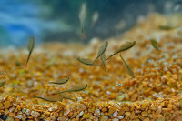 Hada de camarón Streptocephalus sealii Renacuajo Camarón Lote de cría 300 huevos