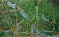 Feenkrebse Branchinella Thailandensis Sanoamuang Zuchtansatz 300 Eier
