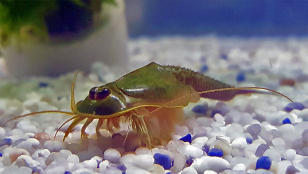 Kosmos Triops - Triops d'élevage - acheter sur Galaxus