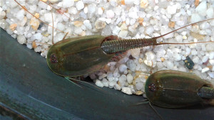Triops Australiensis Green Breeding approach with 500 eggs