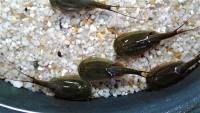 Enfoque de crianza verde de Triops Australiensis con 500 huevos