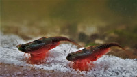 Triops Australiensis Green Starter Set Ultra