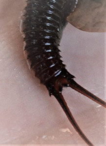 Triops Mauritancius reproducteurs 1000 &oelig;ufs
