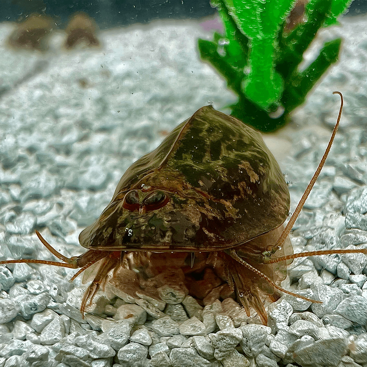 Triops Cancriformis Germany from Germany