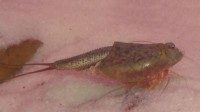 Triops Newberryi Tadpole Shrimp Starter Set Plus 1000 eggs