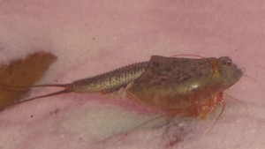 Triops Newberryi Tadpole Shrimp Starter Set Ultra 300 eggs