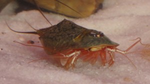 Triops Newberryi Tadpole Shrimp Starter Set Ultra 500 eggs