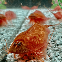 Triops Beni Kabuto ebi Albino Tadpole Shrimp Starter Set Plus 50 eggs