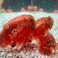 Triops Beni Kabuto ebi Albino Tadpole Shrimp Starter Set Ultra 150 oeufs