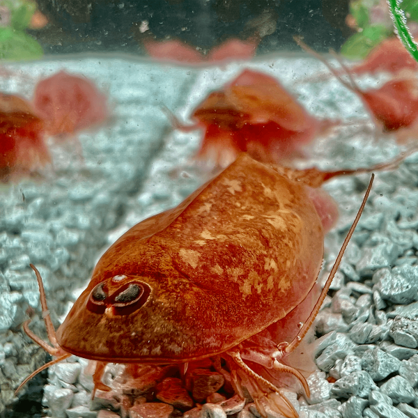 Triops Beni Kabuto ebi Albino Tadpole Shrimp Starter Set Ultra 500 eggs