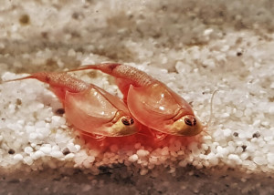 Triops Red Longicaudatus Tadpole Shrimp Starter Set 150 eggs