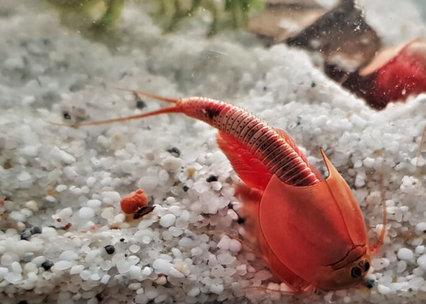 Triops Red Longicaudatus Urzeitkrebse Starter Set 500 Eier