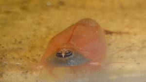 Triops Red Longicaudatus Urzeitkrebse Starter Set 500 Eier