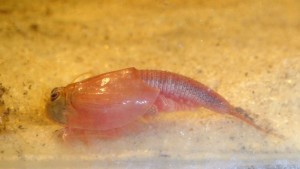 Triops Red Longicaudatus Tadpole Shrimp Starter Set Plus...
