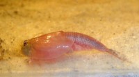 Triops Red Longicaudatus Tadpole Shrimp Starter Set Plus 150 huevos