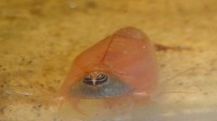 Triops Red Longicaudatus Tadpole Shrimp Starter Set Ultra 150 huevos