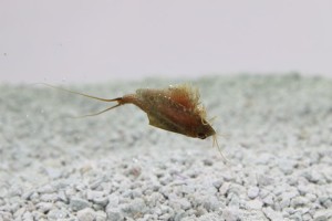 Triops Cancriformis Tadpole Crevettes Starter Set Ultra 1000 oeufs