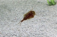 Triops Cancriformis Tadpole Crevettes Starter Set Ultra 1000 oeufs