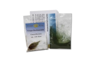 Triops Cancriformis Tadpole Shrimp Starter Set 1000 huevos