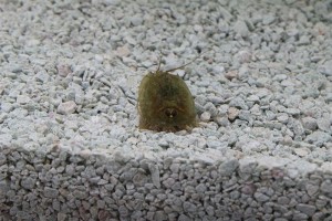 Triops Cancriformis Tadpole Shrimp Starter Set 1000 huevos