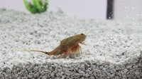 Triops Cancriformis Tadpole Shrimp Starter Set 1000 huevos