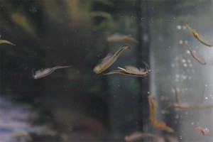Beaver tail fairy shrimp breeding approach