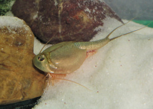Triops Longicaudatus Mix Breeding approach with approx....
