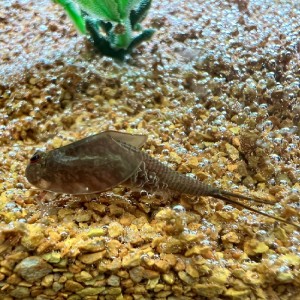 Triops Longicaudatus Hawaii Starter Set Plus 150 oeufs