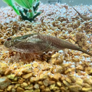 Triops Longicaudatus Hawaii Starter Set Plus 150 oeufs