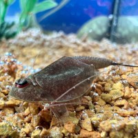 Triops Longicaudatus Hawaii Starter Set Plus 150 oeufs